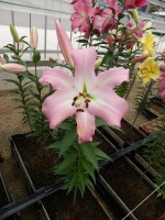 [4509 PO97 Pink Mist No01.JPG]